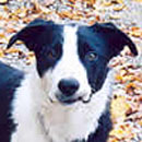 Boden was adopted in 2004.